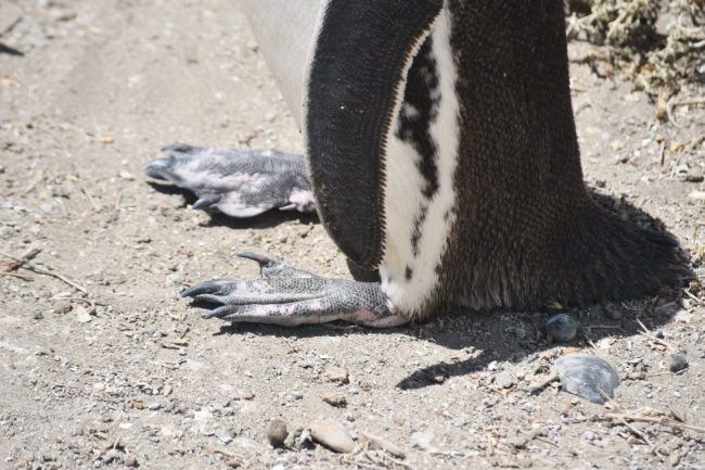 penguins feet