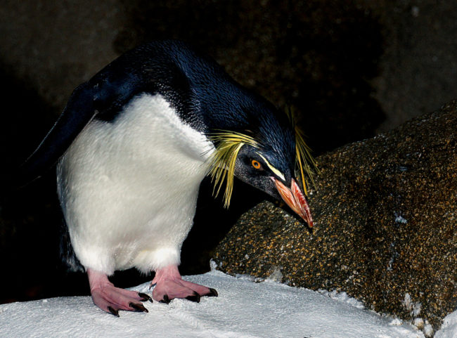 Webbed penguins feet