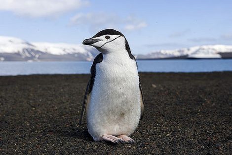 Chinstrap penguin