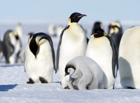 Emperor penguins and a chick