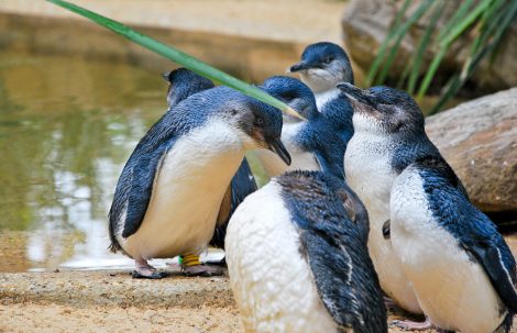 Group of little penguin