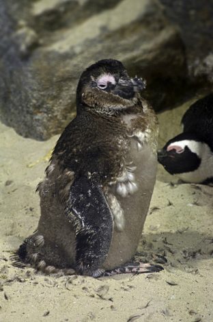 Molting penguin