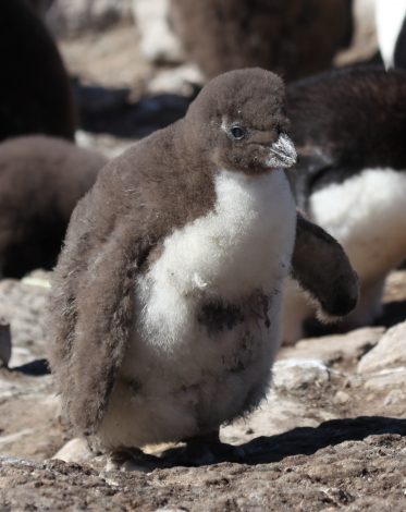 Rockhopper Penguin Chick