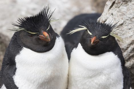 Southern rockhopper couple