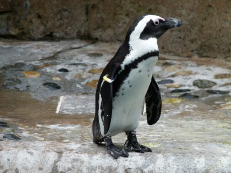 African penguin on the rocky land