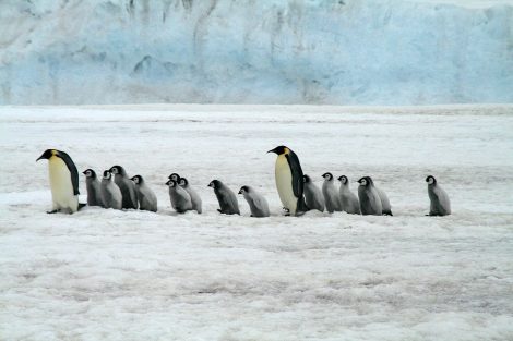 Emperor Penguins in Antartica