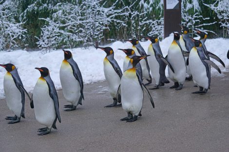 King Penguins Eat Fish As Their Primary Food