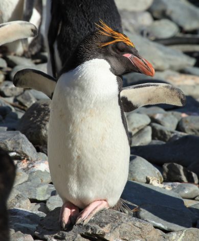 Macaroni penguin