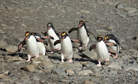 Macaroni penguins in Cooper Bay South Georgia