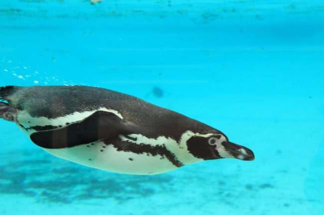 penguins underwater