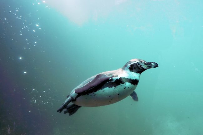 Penguins Eat Fish Near Water’s Surface