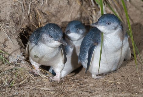 fairy penguins/little penguins