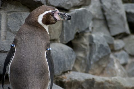 Humboldt Penguins Love to Eat Sardines