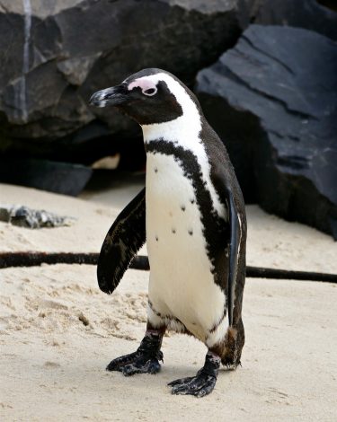 African penguin