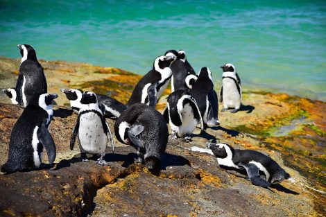 Boulders Beach African Penguins