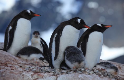 Gentoo penguins at Jougla Point, Antarctica