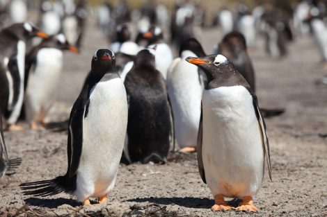 Gentoo penguins at Saunders Islands