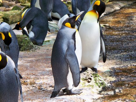 Beautiful King penguins in the temperate place