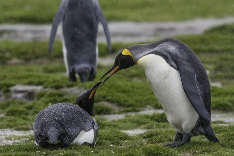 King penguins in the Salisbury plain, South Georgia