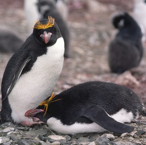 Macaroni Penguins