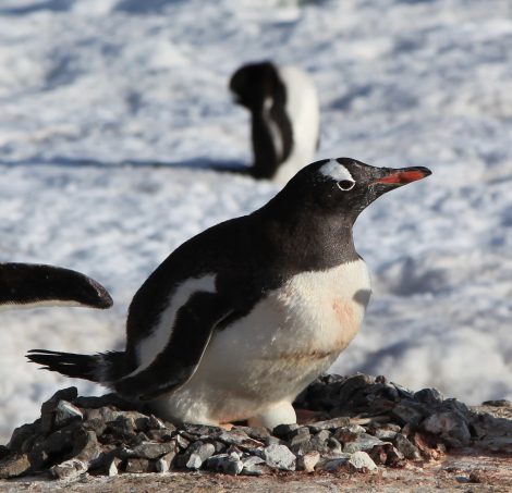 Gentoo penguin with egg