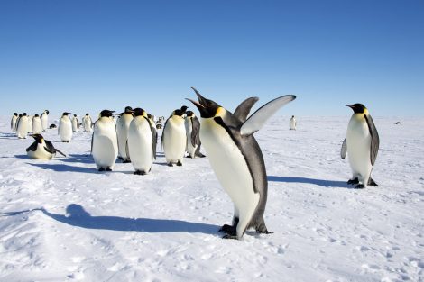 Emperor penguin colony