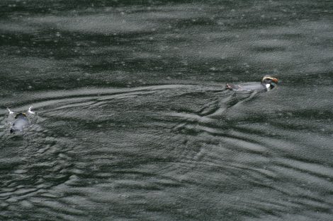 Fiordland-crested penguins