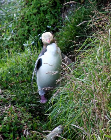 Oamaru penguins