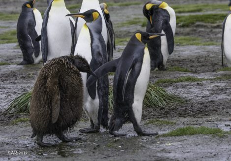 Adult king penguin with its molting chick