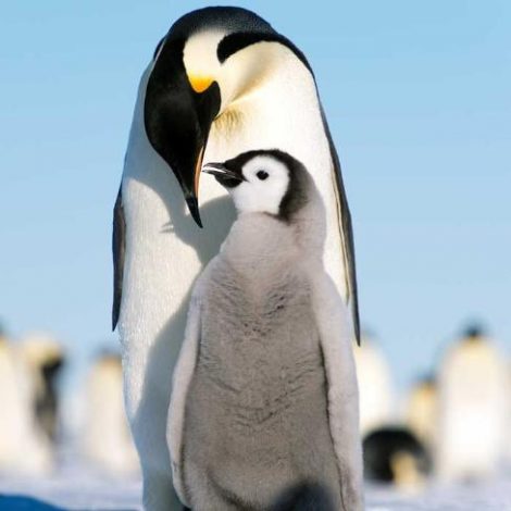 Adult penguin and chick