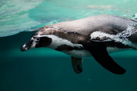 Penguin swimming under water