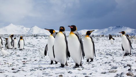 Why are there no penguins in the Northern Hemisphere