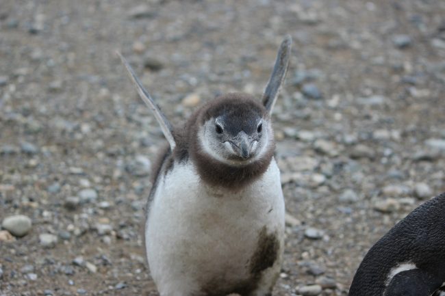 Penguin Makes Flying Motion with Flippers