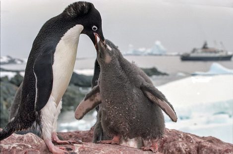 Adelie Penguins