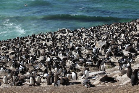 flock of penguins