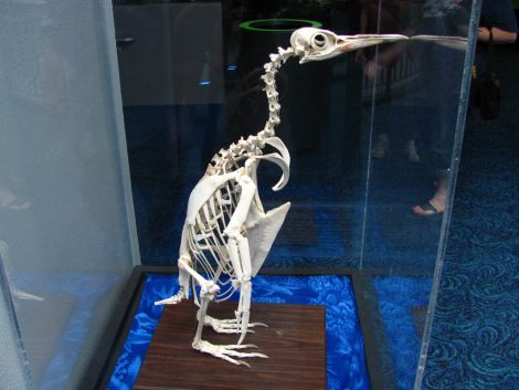 Penguin skeleton