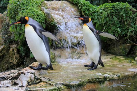 Waddling King Penguins