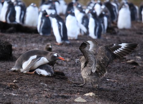 penguins hunting