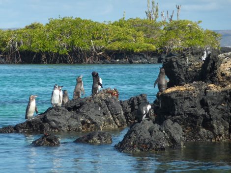 Galapagos Penguins on Island