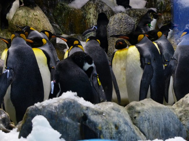 King penguins in group