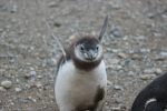 Penguin Makes Flying Motion with Flippers
