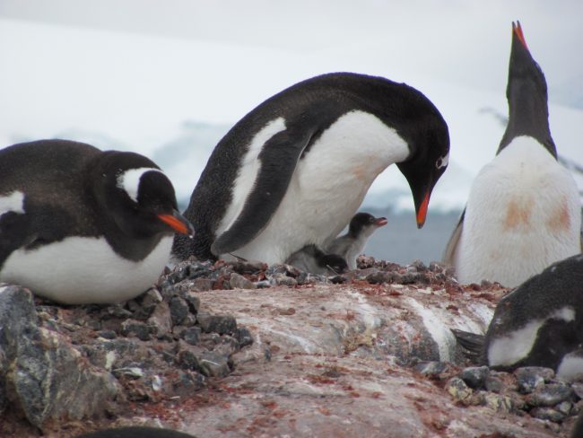 Penguins Often Swallow Stones to aid Digestion