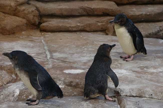 Little Australian Penguins