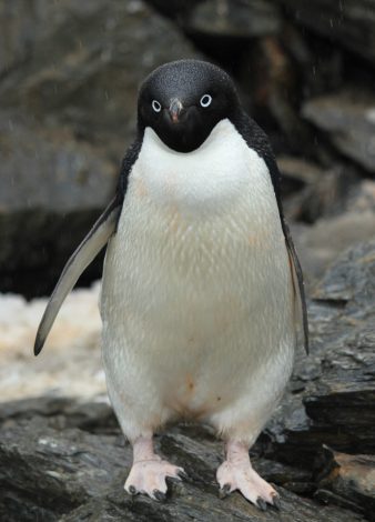 Adelie Penguins 