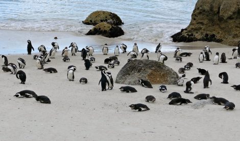 African penguins in Boulders Beach