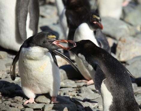 Angry Macaroni penguins