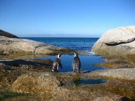 Cape of good hope Penguins