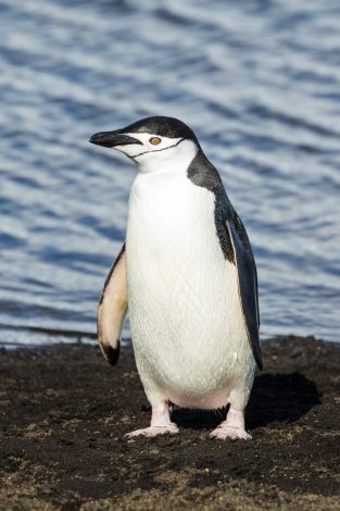 Chinstrap Penguins