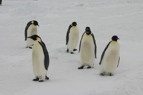 Emperor Penguins Look Majestic Because of Their Size
