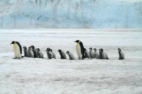 Emperor Penguins Look Unique Because of their Neck Colors